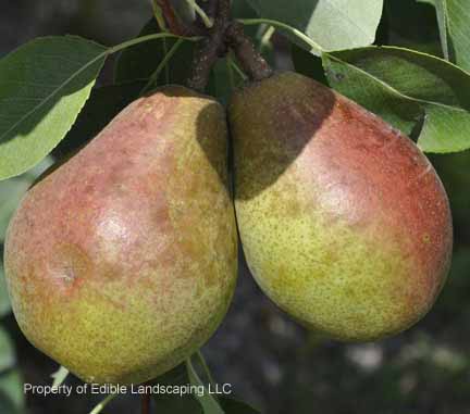 Pear Magness 2011